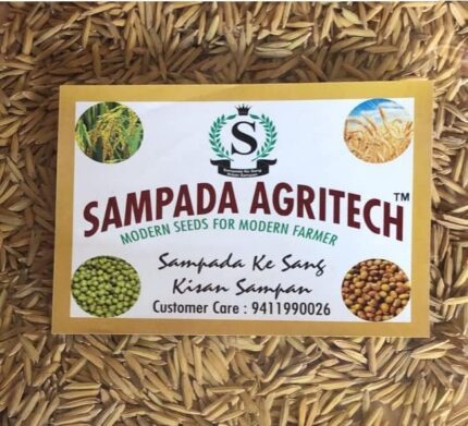 Pusa Basmati Paddy Seeds 1885 1Kg Pack | Dhan, Rice & Paddy Seeds For Farming & Agriculture (Kheti) | Pure Pusa Basmati 1885 Rice Seeds | 1 Kg