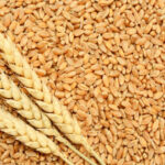 Brown Wheat Seeds | Hi 8759 (Puja Tejas) Wheat Seeds Seeds for Sowing, Farming & Agriculture (Kheti खेती) | Pure Hi 8759 (Puja Tejas) Wheat Seeds Gehu Ka Bheej | 10 KG