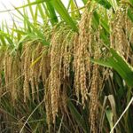 Pusa Basmati Paddy Seeds 1886 ||1Kg Pack || Dhan, Rice & Paddy Seeds for Farming & Agriculture (Kheti) | Pure Pusa Basmati 1886 Rice Seeds | 1 Kg